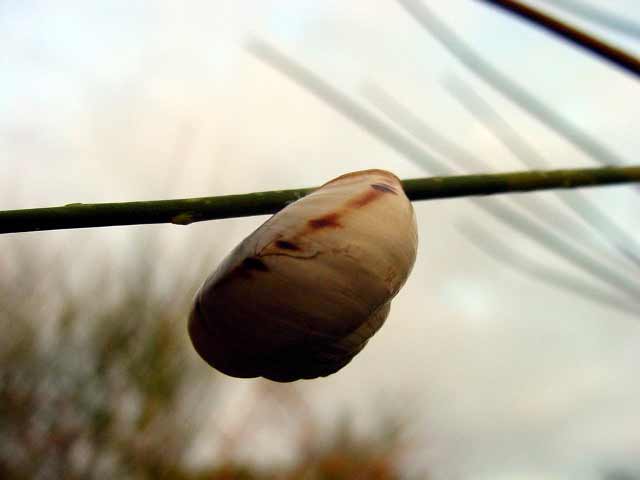 Lumaca di montagna