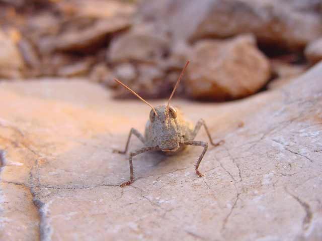 Grillo di montagana