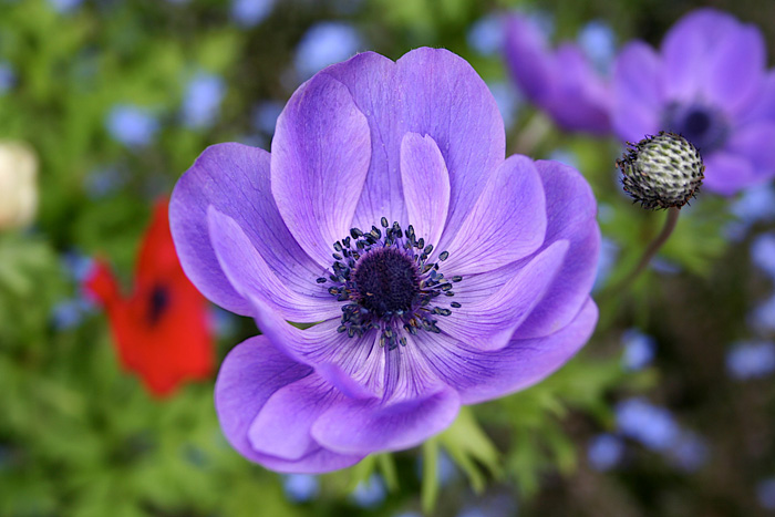 macro fiore 2/3