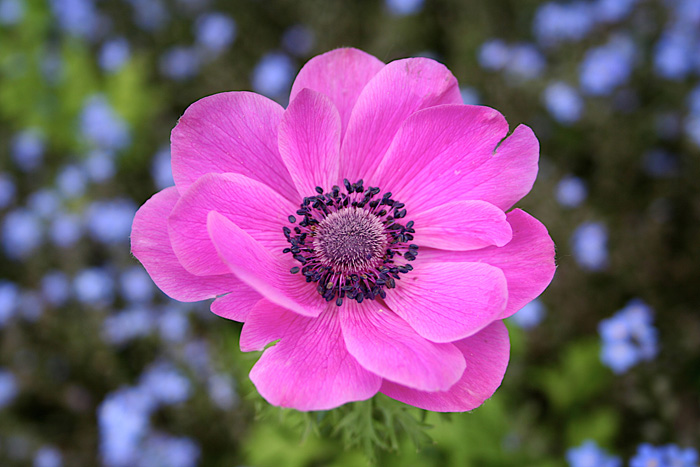 macro fiore 3/3