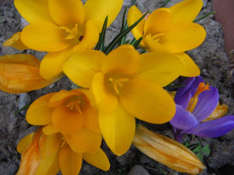 Inizia la primavera