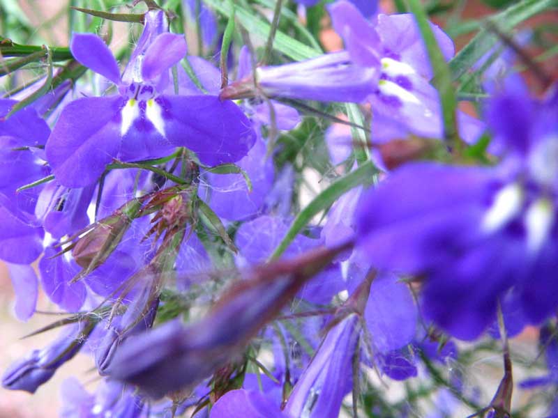 Fiori violetti