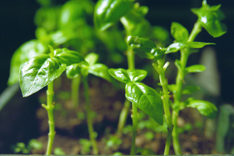 Tra un po' sar Pesto...