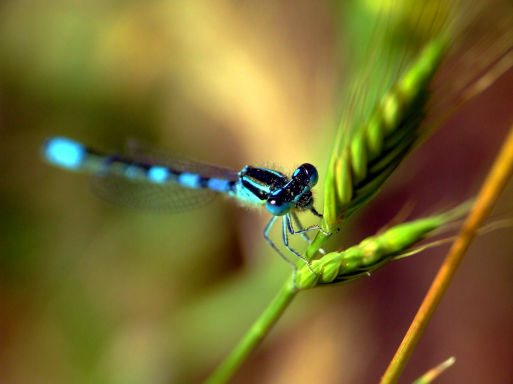 Libellula (Nerazzura)