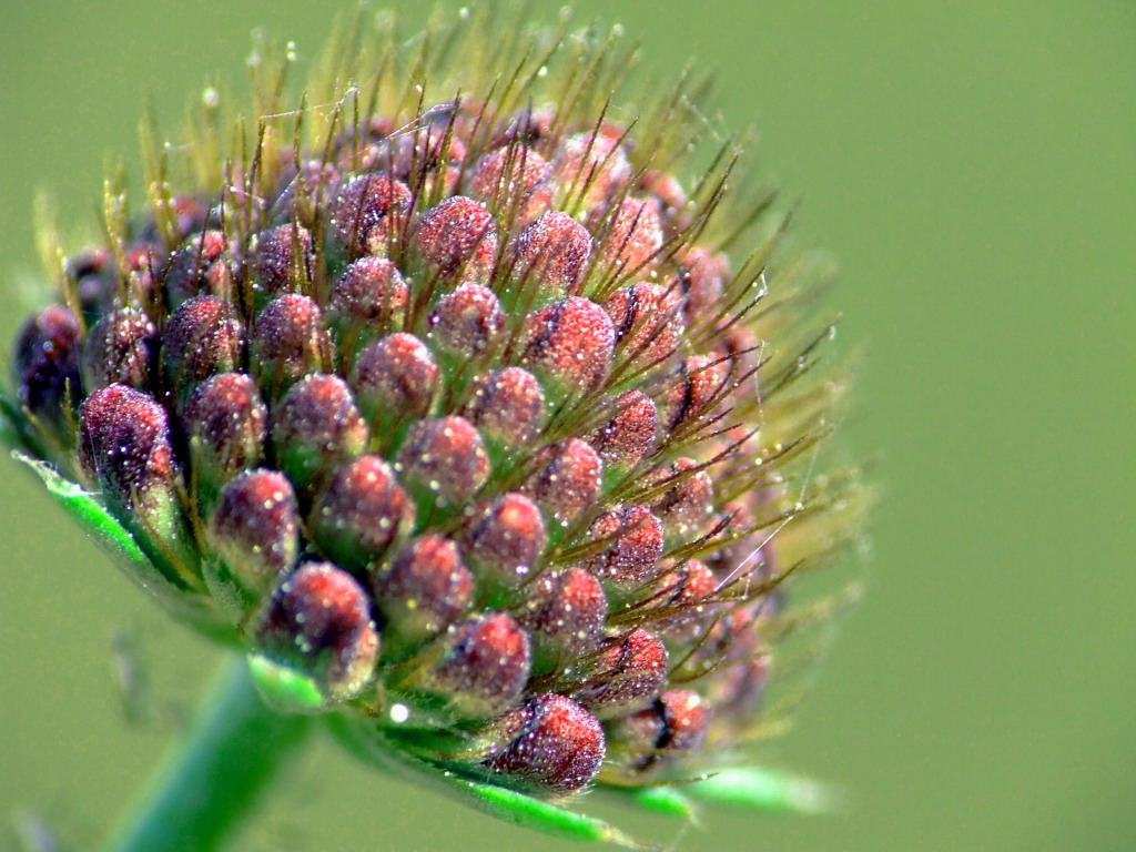 Fiore senza petali