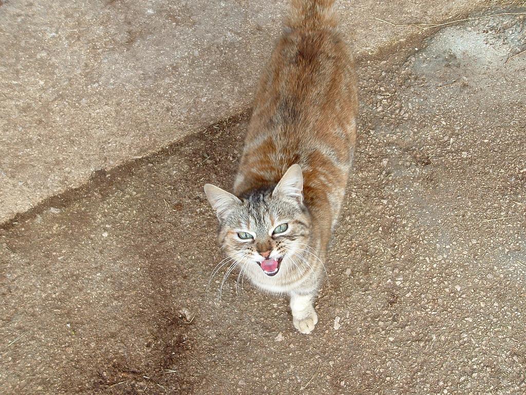 micia