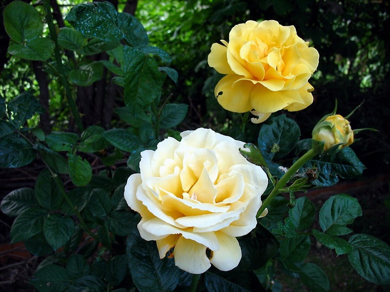 Rose Gialle