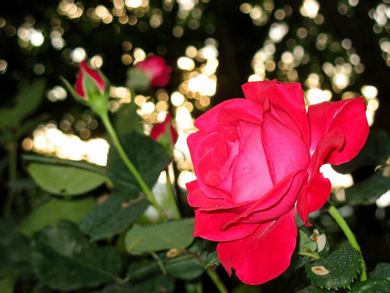 Rosa Rossa 02
