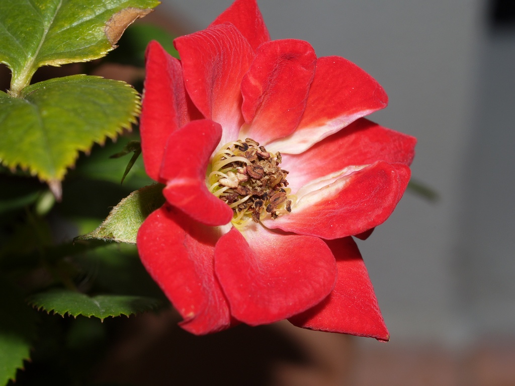 Rosa
