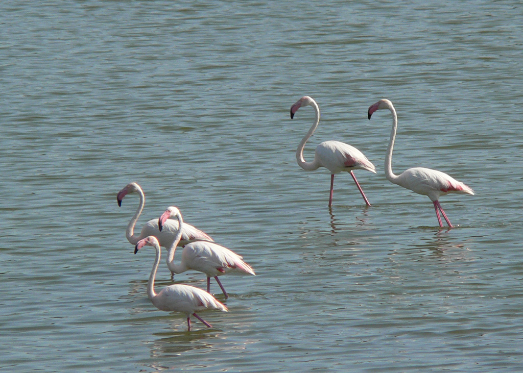 Fenicotteri
