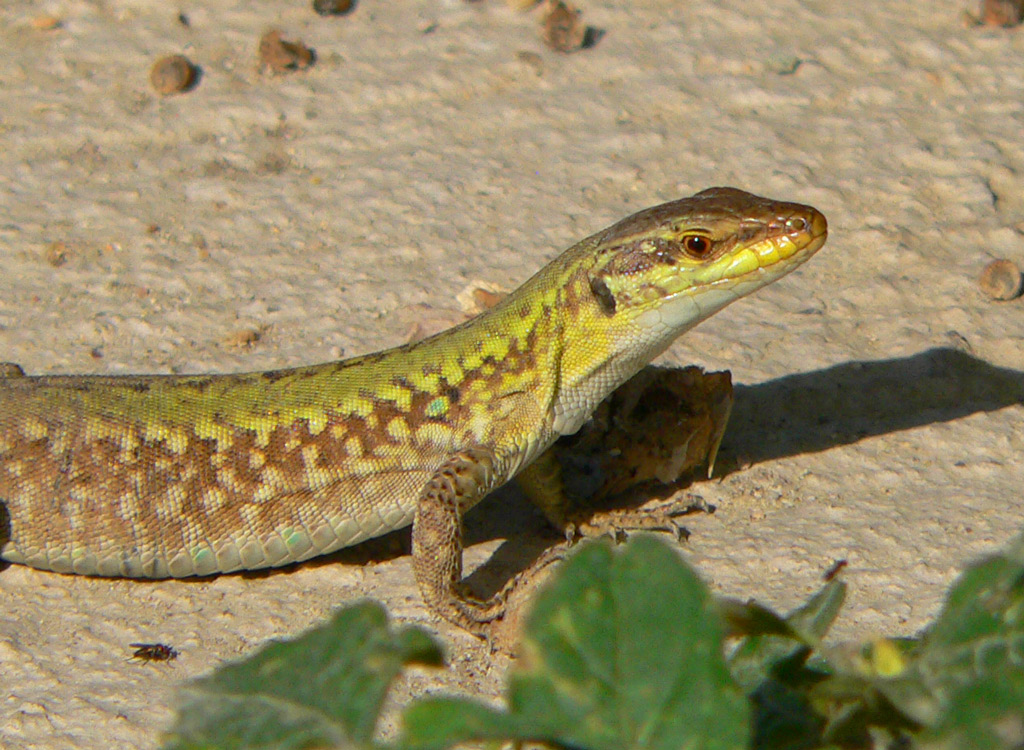 Lucertola