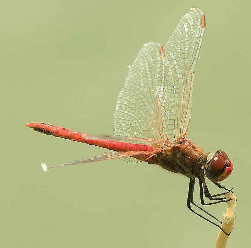 Libellula