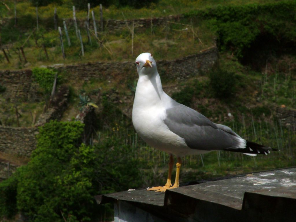 Gabbiano