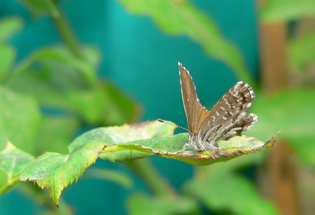 Farfalla