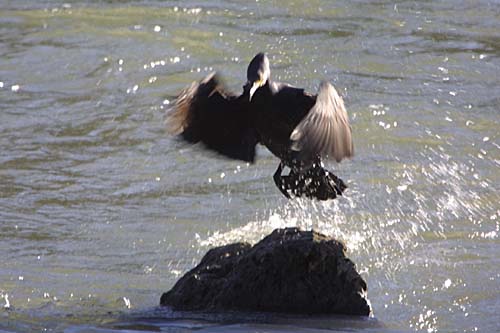 Cormorano