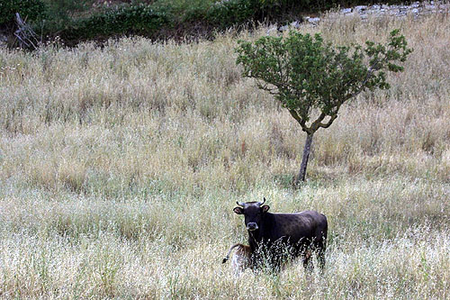 Mucca