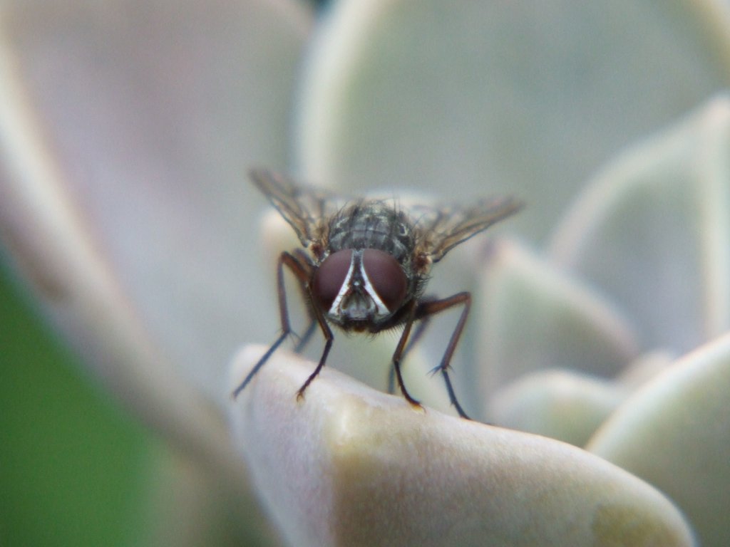 The Fly