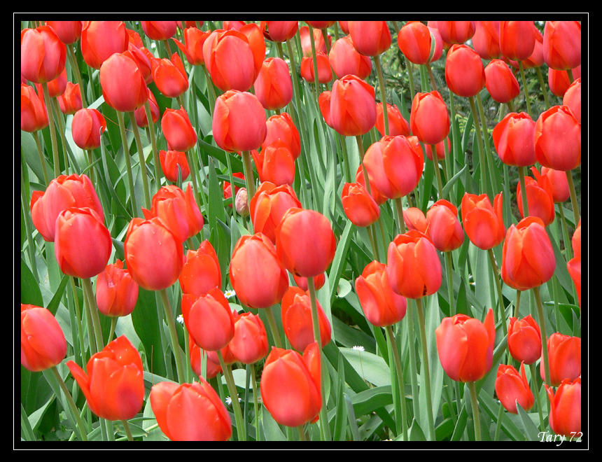 Tulipani