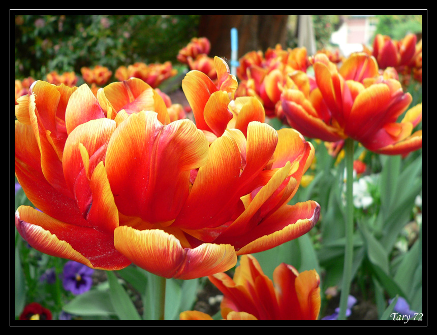 Tulipani