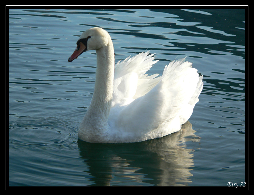 Cigno