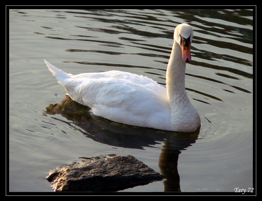 Cigno
