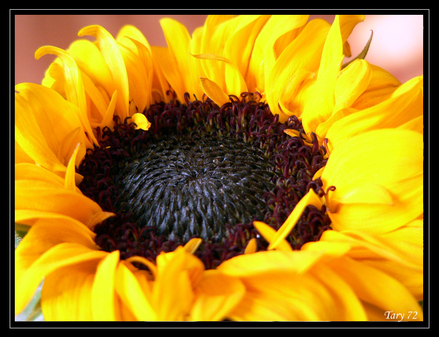 Girasole