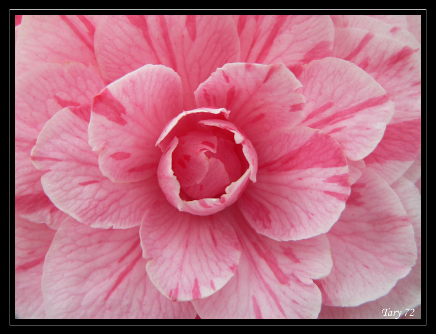 Camelia