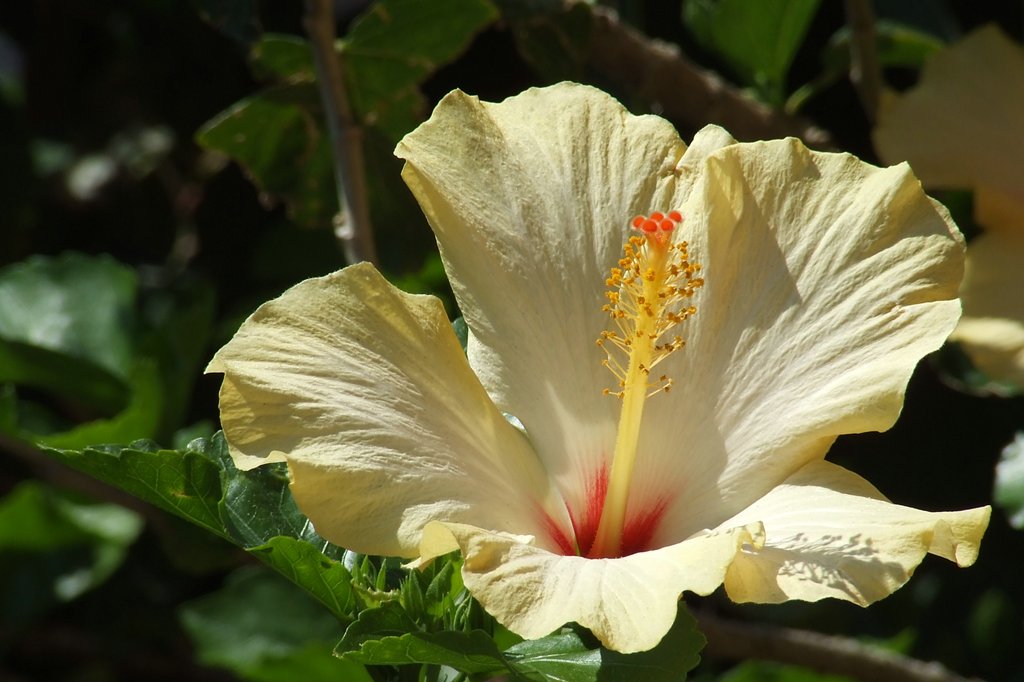 Altro fiore