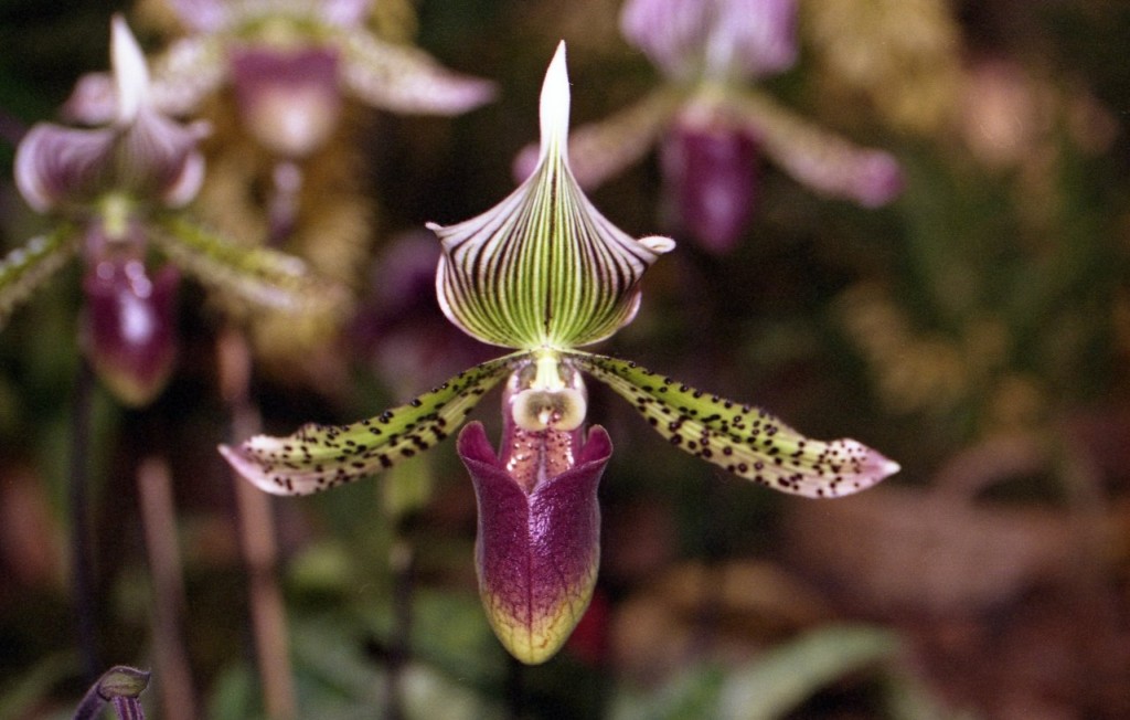 Orchidea_001