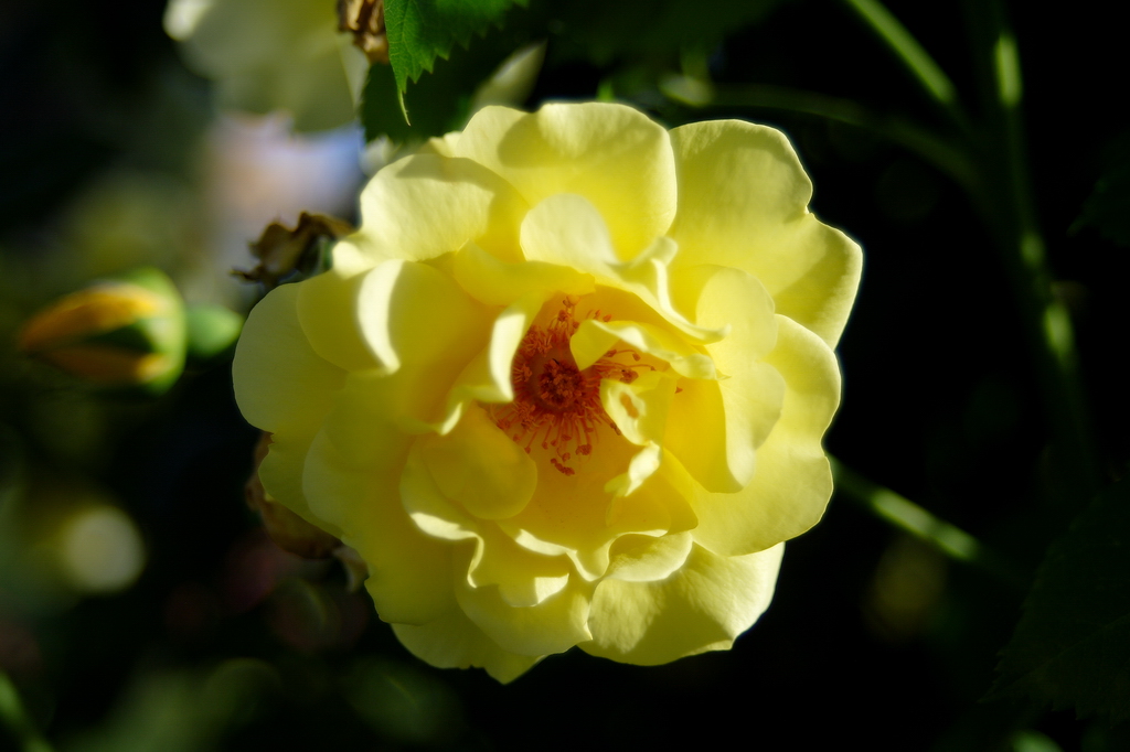 Rosa 3