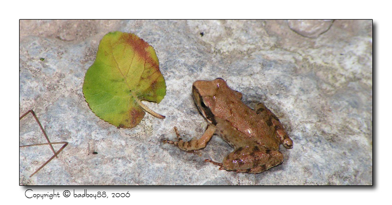 Un piccolo rospo