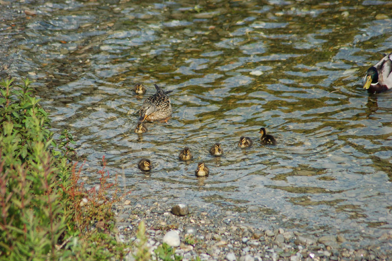 famigliola