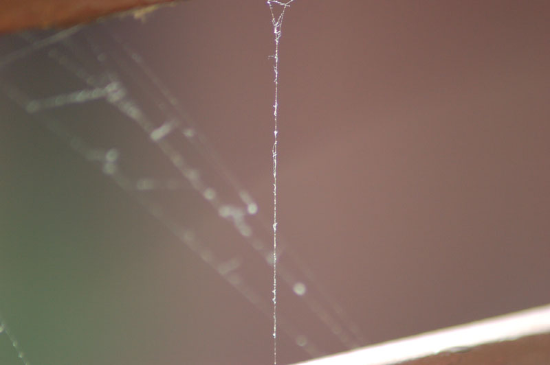ragnatele
