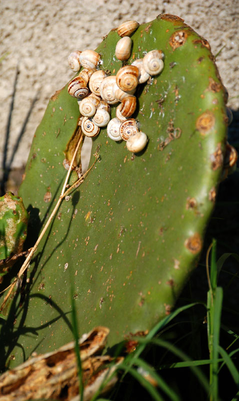 Cactus