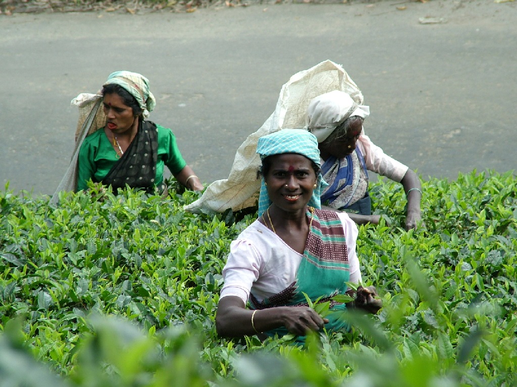 tea