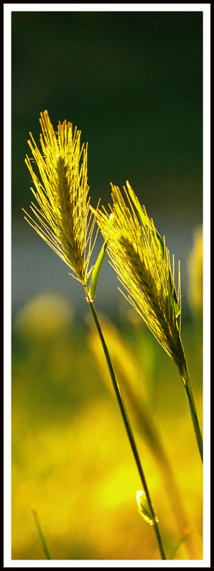 Grano d'oro