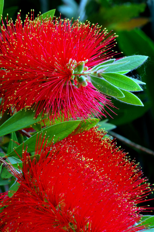 Fragola