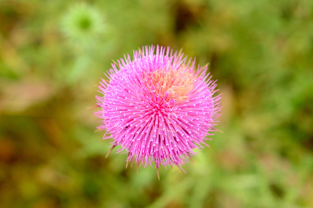 macro