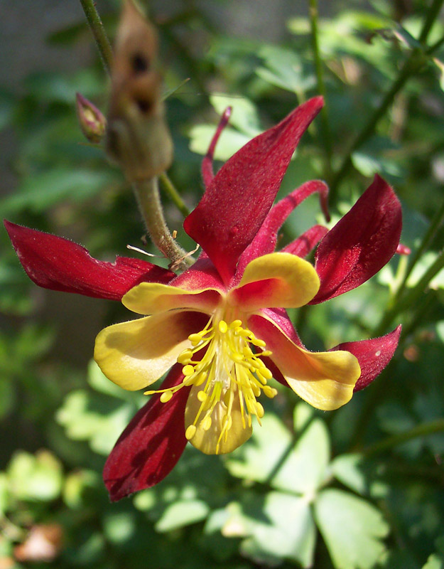 Rosso e Giallo