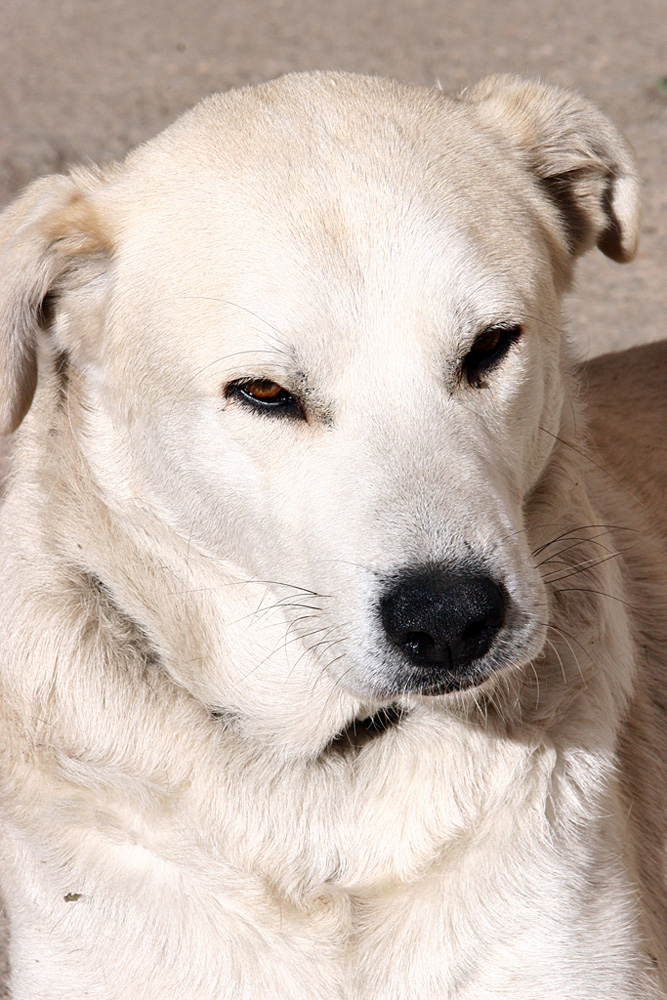 White il mio 2cane