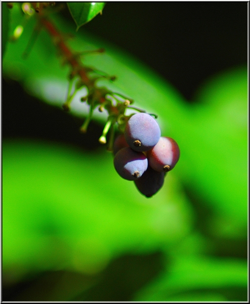 Macro