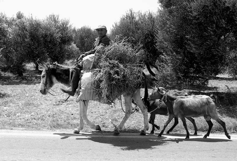oh oh "cavallo" oh oh...