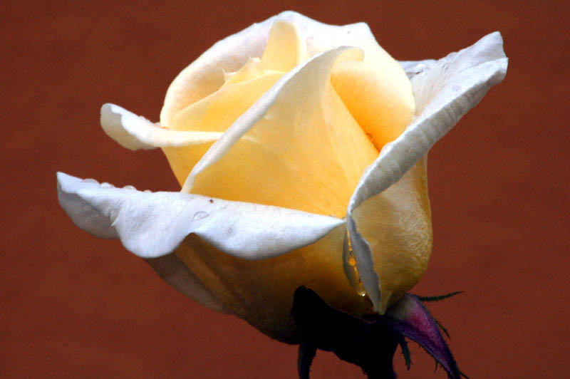 Rosa di velluto