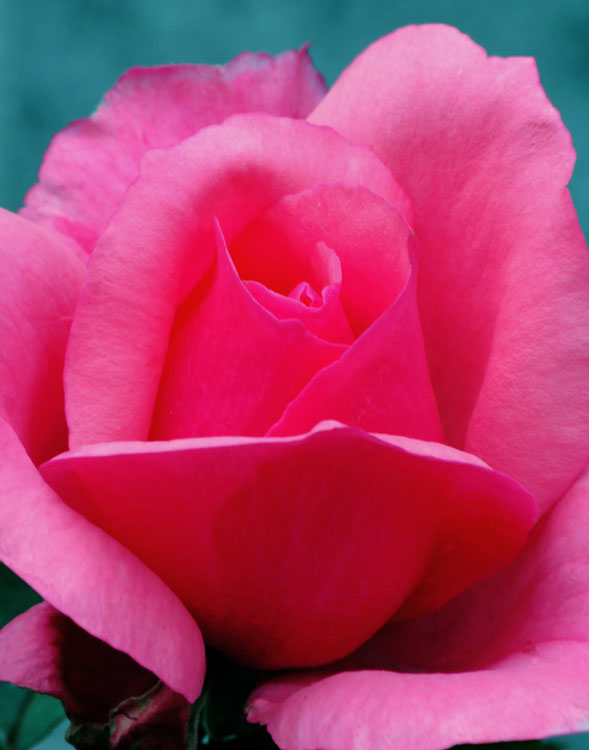Rosa soffice