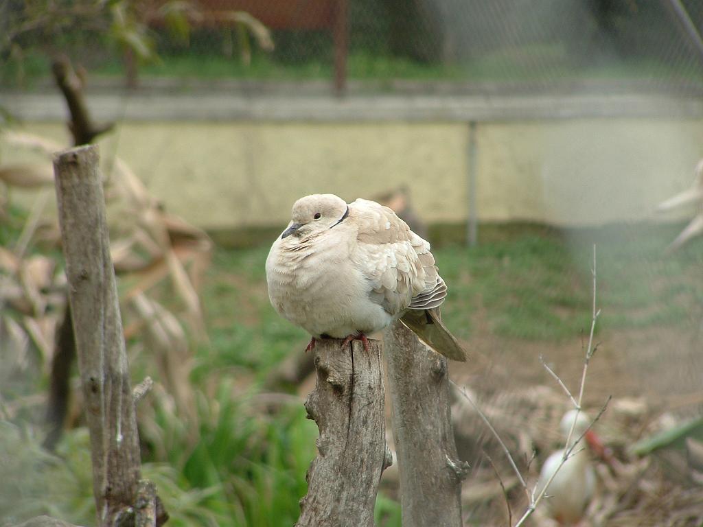 zoo