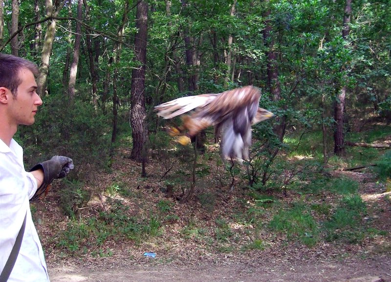 falco & flaconiere