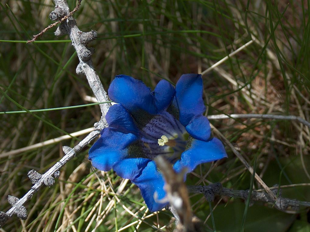 Fiore
