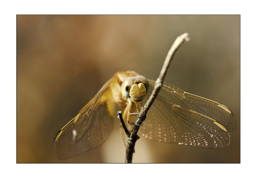 Libellula#4