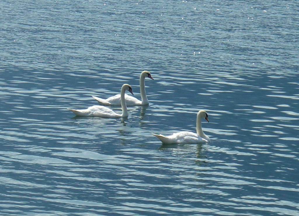 cigni
