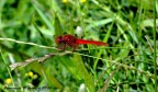 Libelula Libelula